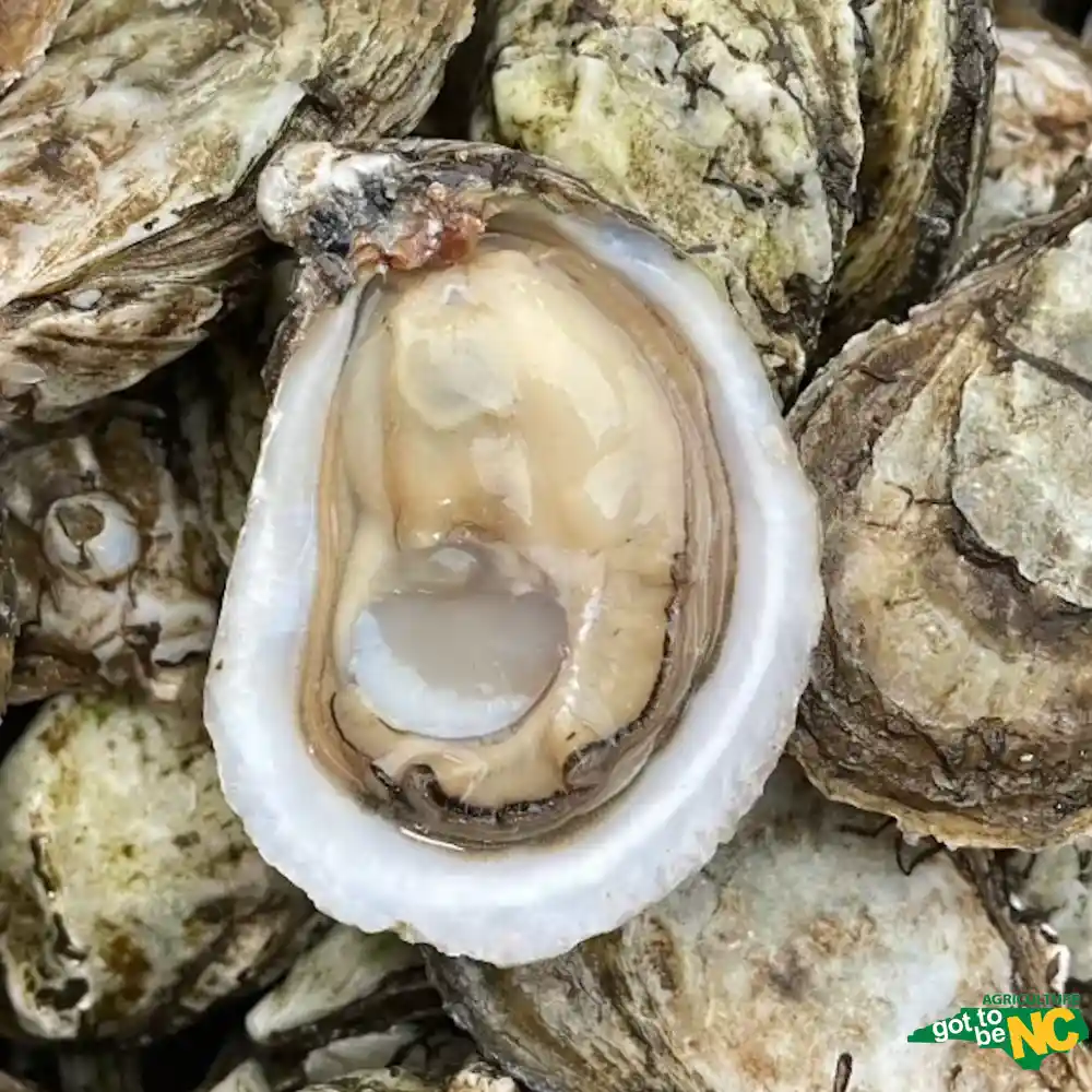 Fresh oyster in its shell, ready to enjoy with premium seafood restaurent near me