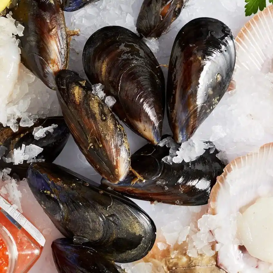 Fresh black mussels served on crushed ice with premium seafood selection.